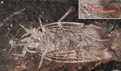 A fossilized impression of an ancient roachoaid showing the body and legs